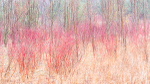 DOGWOOD IN RAIN - NORFOLK COUNTY
