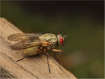 Phaonia valida surveying