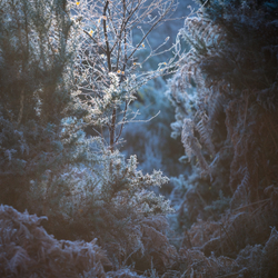 Hinted through Gorse