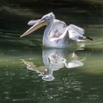 White Pelican