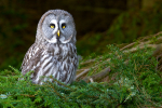 Great Grey Owl
