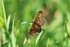Heath Fritillary