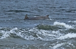 Bottlenose Dolphin