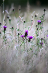 Meadow Grass _FL056