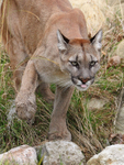 Puma shaking it's paw free of water at the Big Cat Sanctuary