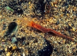 Eupolymnia nebulosa