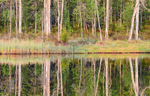 Wild Brown Bear Centre, near Vartius, Kainuu, Finland