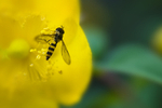 Hoverfly - 6444
