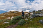 Hardangervidda Crossing