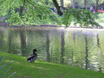 The Park