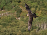 Parasitic Jaeger flying, trees background, Flatanger, Norway