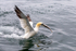Gannet 2