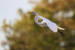 Great Egret gliding approach, Venice Rookery, Florida