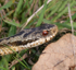 Adder moving off, annoyed at being disturbed.