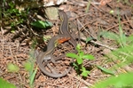 Large Psammodromus