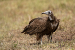 Hooded Vulture