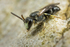 Hyaleus hyalinatus (m)