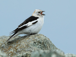 Snow Bunting (male) singing, Jokulsarlon, Iceland