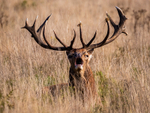 Red Deer