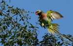 Red-breated Parakeet