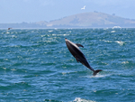 Dusky Dolphin performs sideways leap, Kaikoura, New Zealand