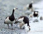 Barnacle Geese along lagoon shoreline, Jokulsarlon, Iceland