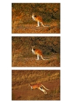 Red Kangaroo Triptych 1