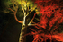 Westonbirt _WB034