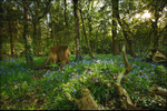 Bluebells in Bloom