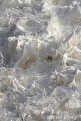 Sea Cream