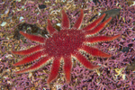 Crossaster papposus