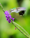 Canivet's Emerald (female) hovering, Costa Rica