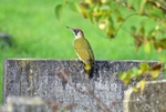Green Woodpecker