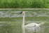 Trumpeter Swan & cygnet, Buffalo, Minnesota