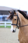 Class 29 - 30 - M&M Pure Novice Small-Large Breeds portfolio