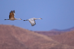 Sandhill Crane pair in flight, Bosque del Apache, New Mexico