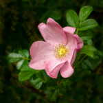 A Single Rose