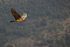 Lammergeier flying foothills of Pyrenees, Catalonia, Spain