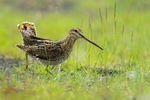 Snipe walking in grass, Iceland