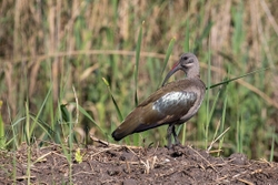 Bird Hadeba Ibis