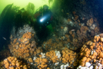 Shallow high energy area of Scottish sea loch