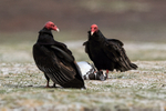Turkey Vulture confrontation over penguin, Volunteer Point, Falklands
