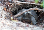 FLR011: Gopher tortoise