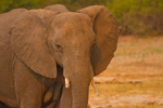 Chobe elephant