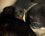 Rockhopper Penguin eye, close view, Sea Lion Island
