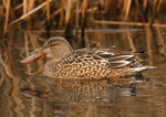 Shoveler (Female) - RPNP0140