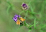 Small Skipper