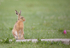 Brown Hare ref bh 6