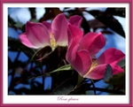 Rosa glauca 2