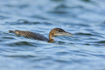Great Northern Diver portfolio